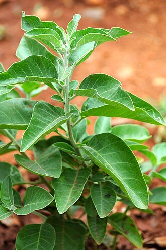 Zena Greens Review: Ingredients, Evidence, Safety, and Is It Worth It? 5 Ashwagandha plant with broad green leaves