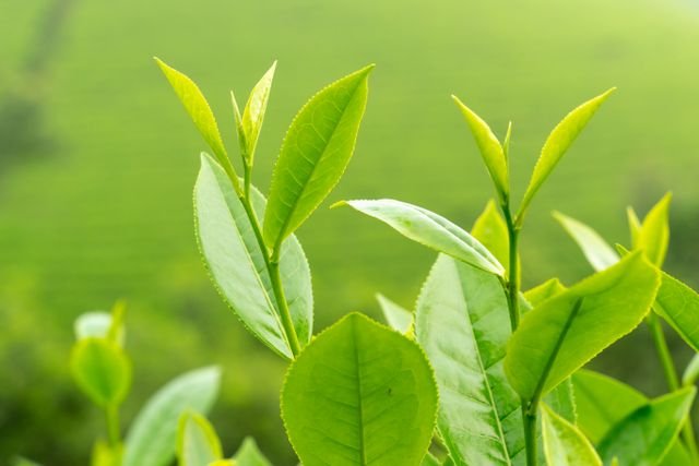 Zena Greens Review: Ingredients, Evidence, Safety, and Is It Worth It? 6 Fresh green tea leaves growing on tea plants