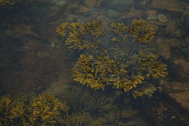 OSEA Malibu Review: Are Its Skincare Products Worth the Price? 3 Yellow seaweed growing on submerged rocks in an ocean tide pool