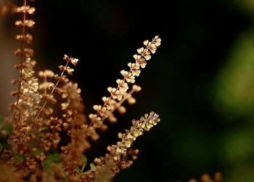 Holy Basil plant with flowering and seed spikes