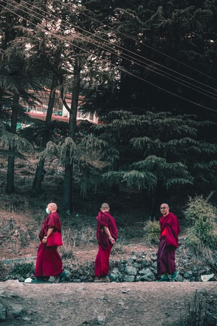 Three Buddhist monks walking together along a forest path